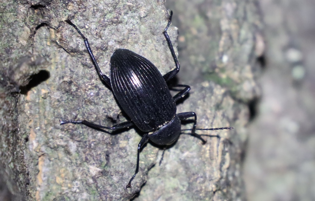 キマワリ_No.3のクヌギ_クワガタ達のオアシス _2023年5月30日20時35分気温19.9度